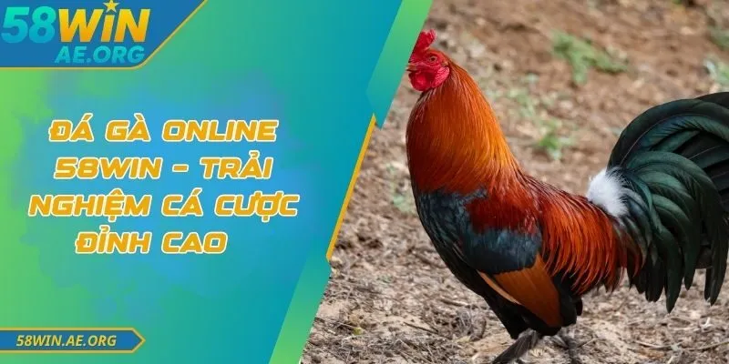 Đá Gà Online 58WIN – Trải Nghiệm Cá Cược Đỉnh Cao