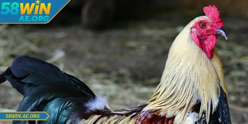 Hệ thống đá gà online 58WIN được nhiều người lựa chọn