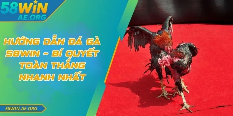 Hướng Dẫn Đá Gà 58WIN – Bí Quyết Toàn Thắng Nhanh Nhất