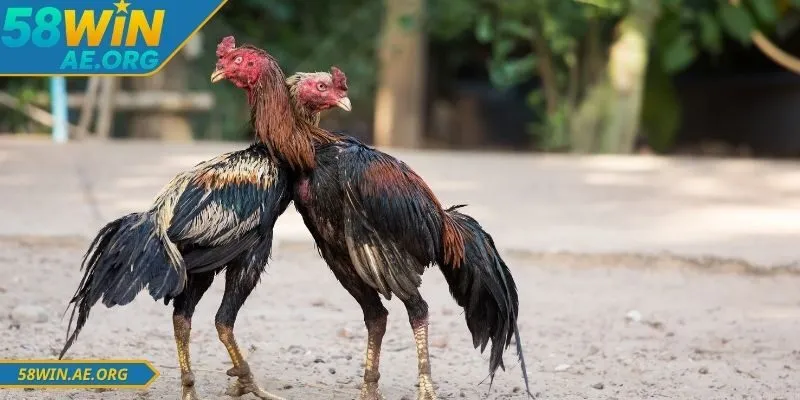 Bỏ túi những hướng dẫn đá gà 58WIN dễ thắng nhất