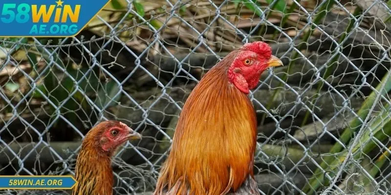 Hướng dẫn đá gà 58WIN với các loại cược phổ biến