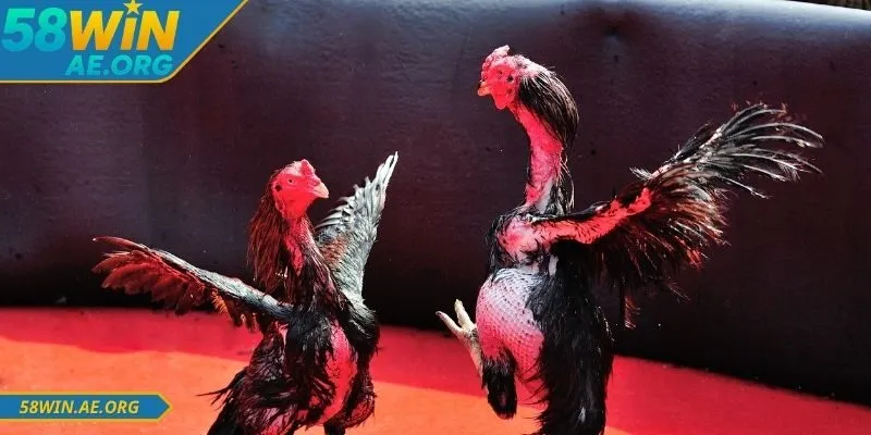 Tham gia sảnh đấu với nhiều ưu điểm